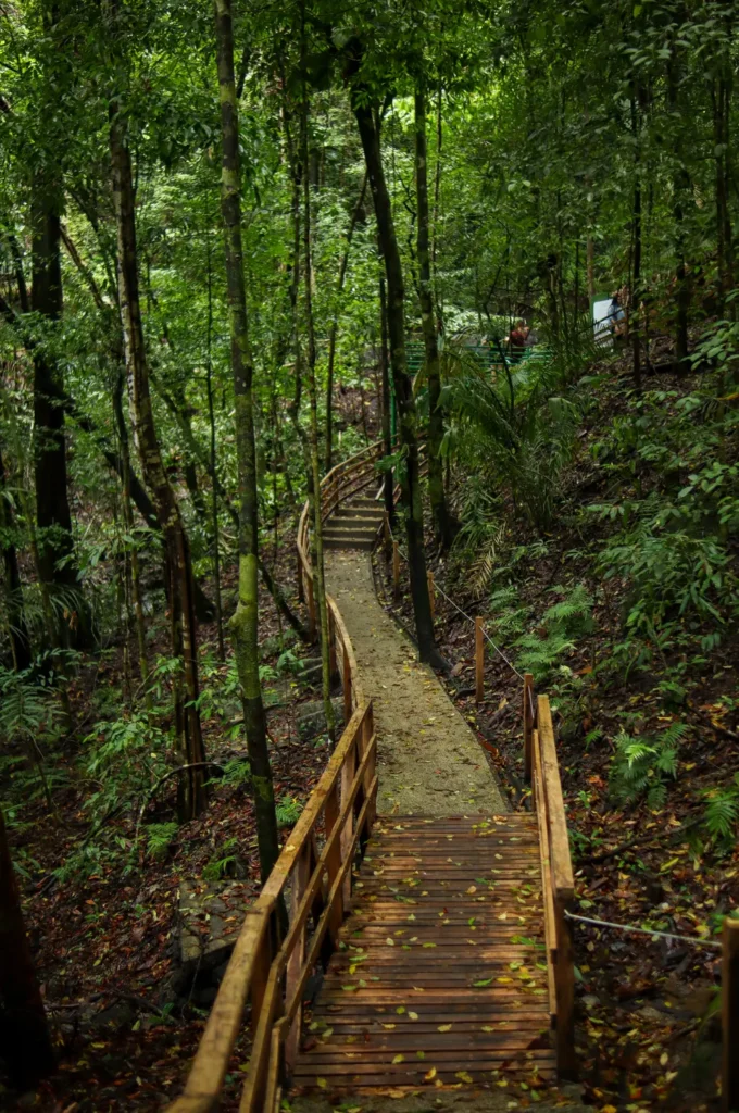 The ultimate Manuel Antonio National Park guide for first time visitors 24 Punta Catedral hiking trail in Manuel Antonio National Park 4