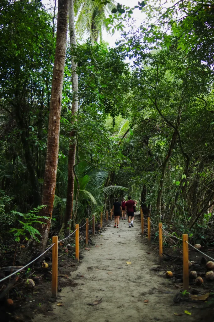 How to spend 2 days in Manuel Antonio: simple and practical guide 30 Visitors strolling through a forest path with tall trees and tropical plants. Hiking one of the park’s trails is one of the top things to do in Manuel Antonio.