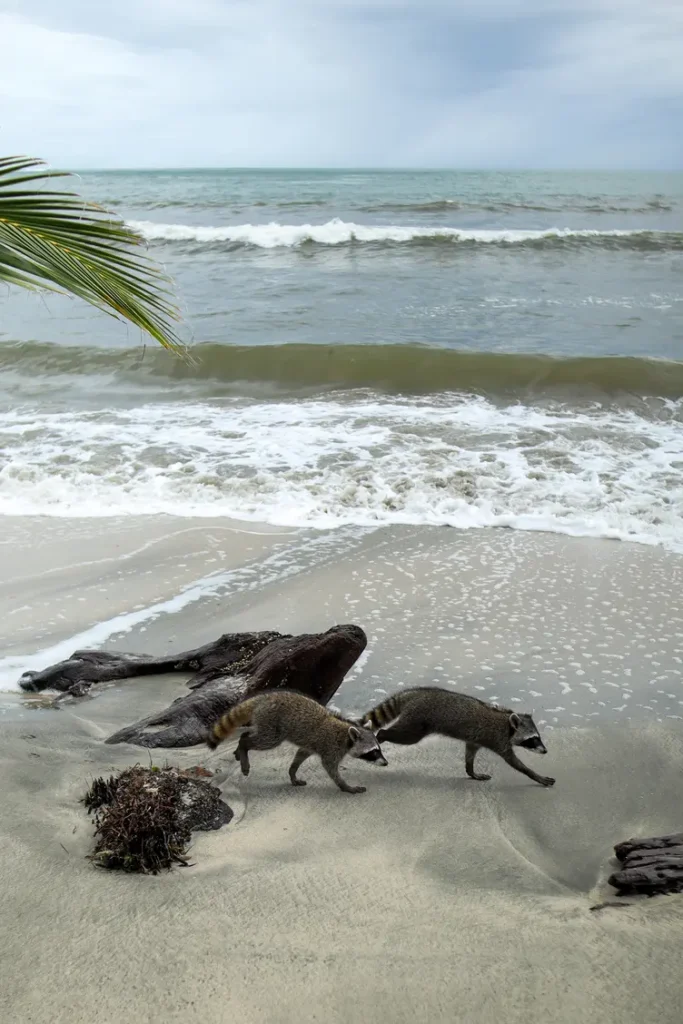 Cahuita National Park Guide: everything you need to know 11 Racoons in Cahuita National Park