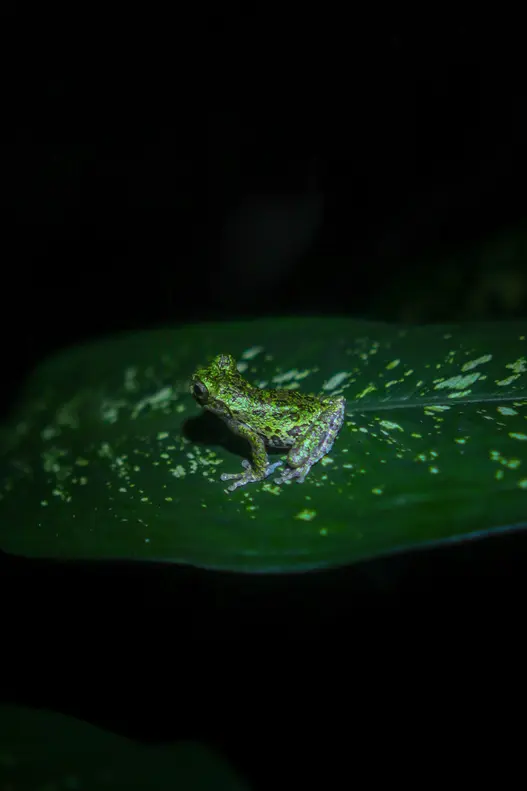 Como passar 2 dias em Manuel Antonio: guia simples e prático 25 Ranario em Monteverde