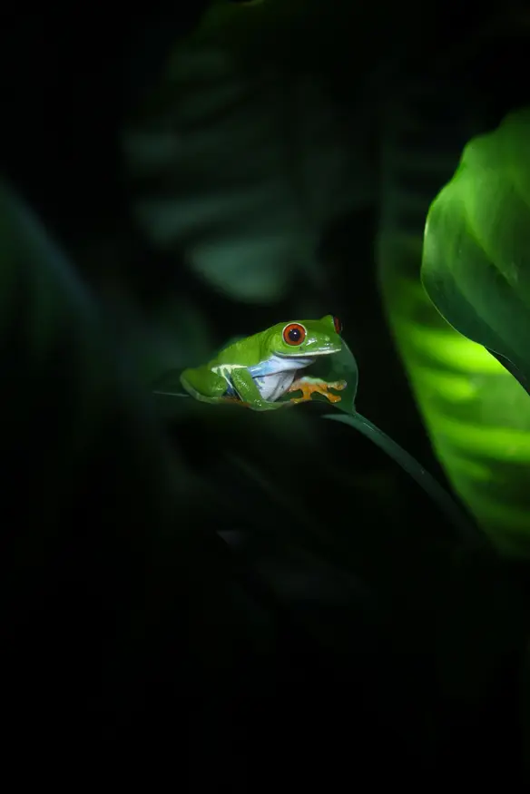 O que fazer em Monteverde: 15 experiências imperdíveis para uma primeira visita (+mapa) 2 Ranario em Monteverde