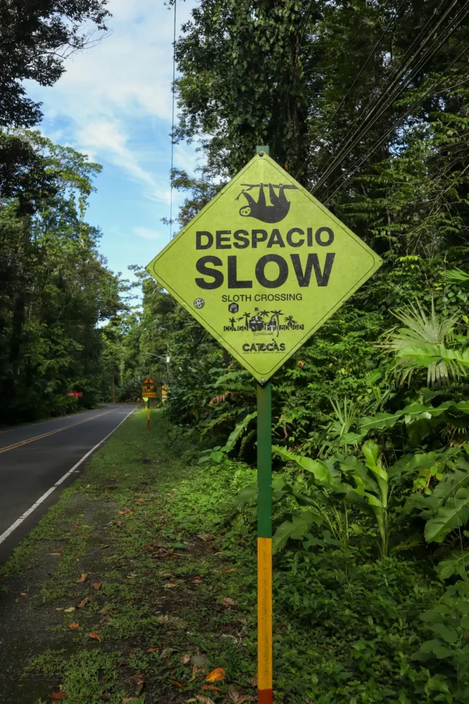 How safe is Costa Rica for tourists? The truth, the risks, and the good news 5 A bright yellow road sign in the jungle reads “Despacio Slow – Sloth Crossing” on a lush roadside in Puerto Viejo. Spotting unique wildlife signs is one of the charming things to do in Puerto Viejo.