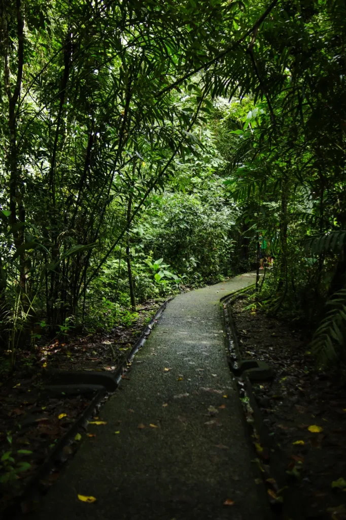 The ultimate Manuel Antonio National Park guide for first time visitors 26 Sendero La Catarata in Manuel Antonio National Park