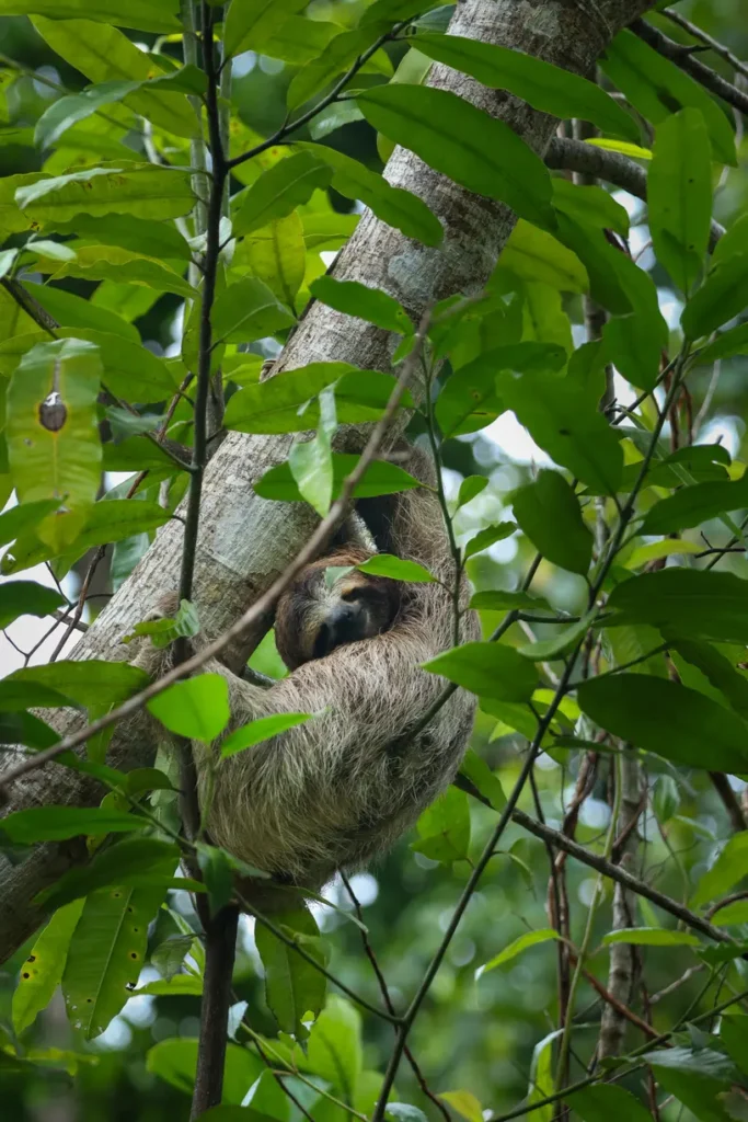 How to visit Nauyaca waterfalls and make it one of the highlights of your Costa Rica trip 2 Sloth in Nauyaca Waterfalls Nature Park