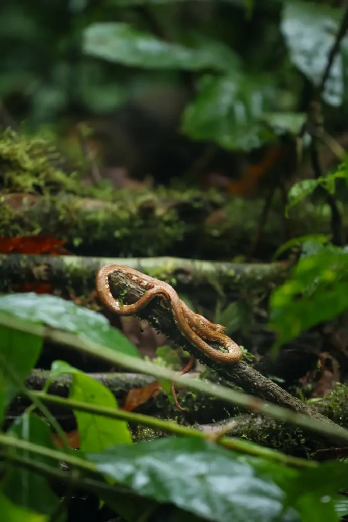 How safe is Costa Rica for tourists? The truth, the risks, and the good news 8 A small brown snake coiled on a mossy tree branch in the rainforest near Rio Celeste Waterfall.