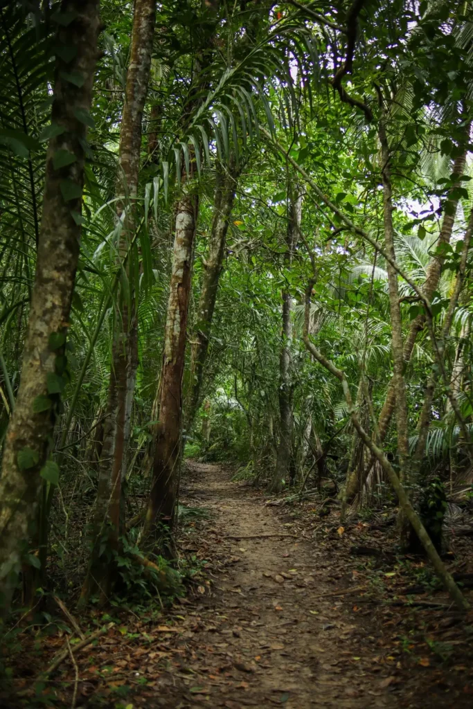 Cahuita National Park Guide: everything you need to know 33 Tips for visiting Cahuita National Park 4