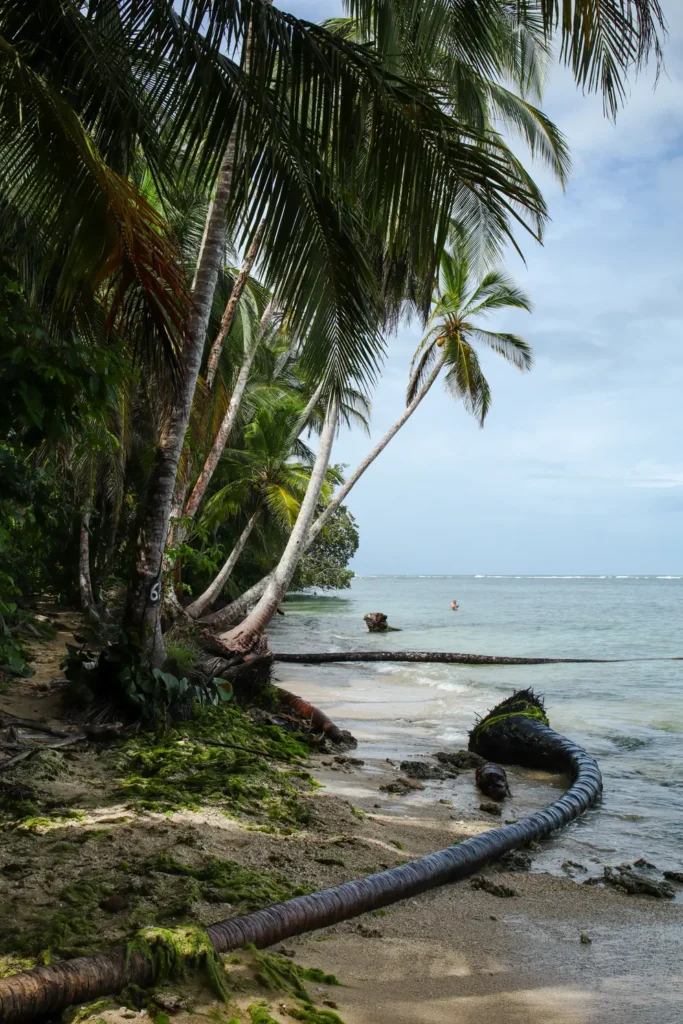 Guia do Parque Nacional Cahuita: tudo o que precisam saber 16 Tips for visiting Cahuita National Park 5