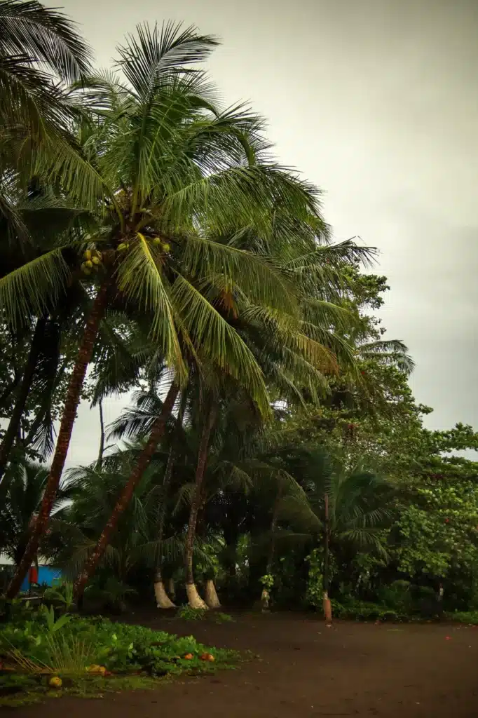 7 best things to do in Tortuguero 2 Tortuguero itinerary Playa Tortuguero 2