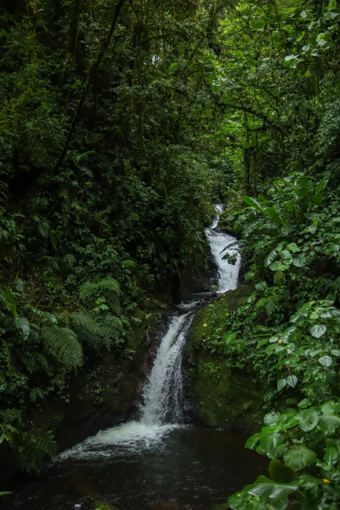 O que fazer em Monteverde: 15 experiências imperdíveis para uma primeira visita (+mapa) 19 Tour da floresta nublada de Monteverde com a Costa Rica Inspire 2