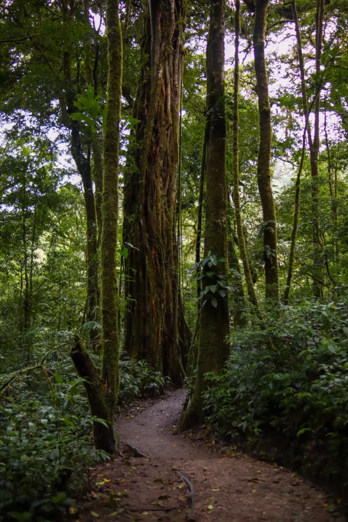 O que fazer em Monteverde: 15 experiências imperdíveis para uma primeira visita (+mapa) 3 Tour da floresta nublada de Monteverde com a Costa Rica Inspire 2