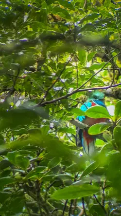 O que fazer em Monteverde: 15 experiências imperdíveis para uma primeira visita (+mapa) 17 Tour da floresta nublada de Monteverde com a Costa Rica Inspire 2