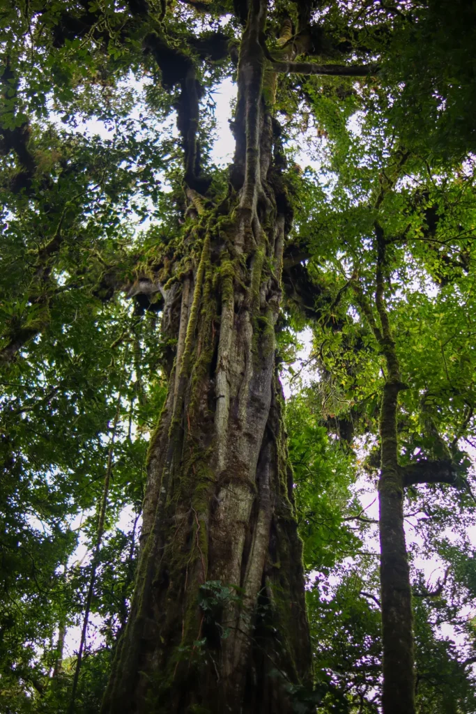 O que fazer em Monteverde: 15 experiências imperdíveis para uma primeira visita (+mapa) 6 Tour da floresta nublada de Monteverde com a Costa Rica Inspire 2