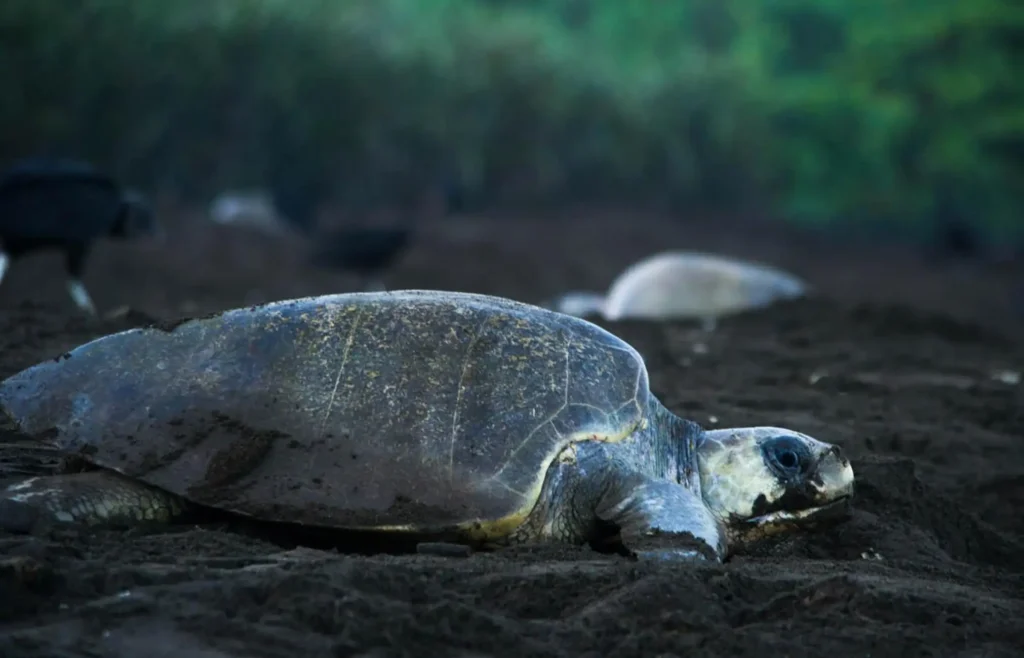 7 best things to do in Tortuguero 13 Turtle nesting in Tortuguero