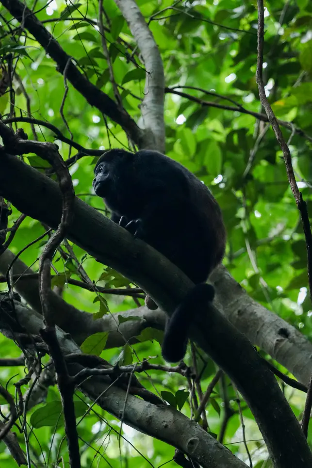 Guia do Parque Nacional Cahuita: tudo o que precisam saber 7 Como visitar o parque nacional Cahuita 3