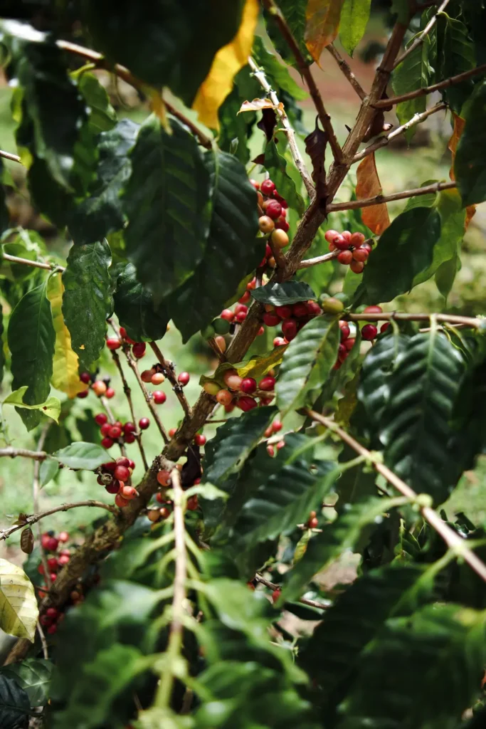 Como visitar as Cascatas de Nauyaca (Costa Rica) 8 Flores no Nauyaca Waterfalls Nature Park 3