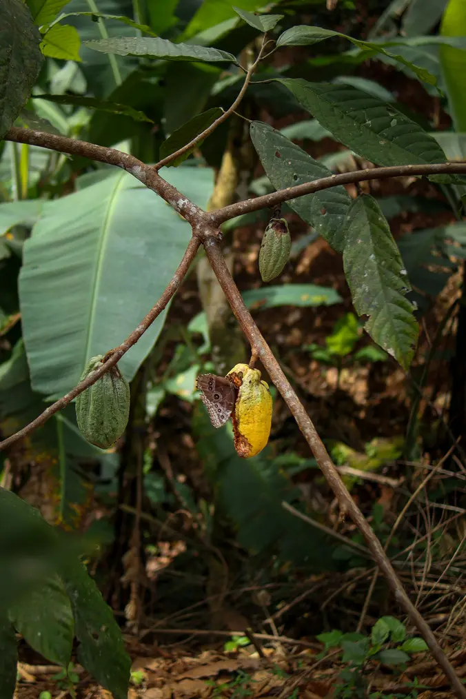 Como visitar as Cascatas de Nauyaca (Costa Rica) 6 Flores no Nauyaca Waterfalls Nature Park 3