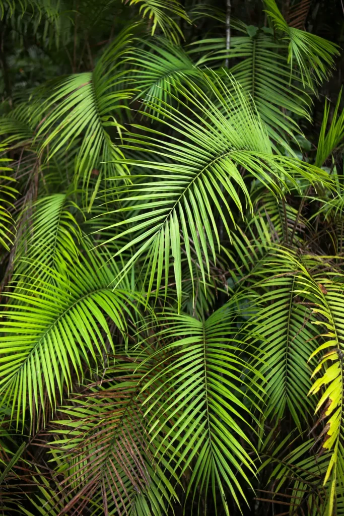 O guia completo do Parque Nacional Manuel Antonio para quem o visita pela primeira vez 21 Guia Parque Nacional Manuel Antonio Sendero El Manglar