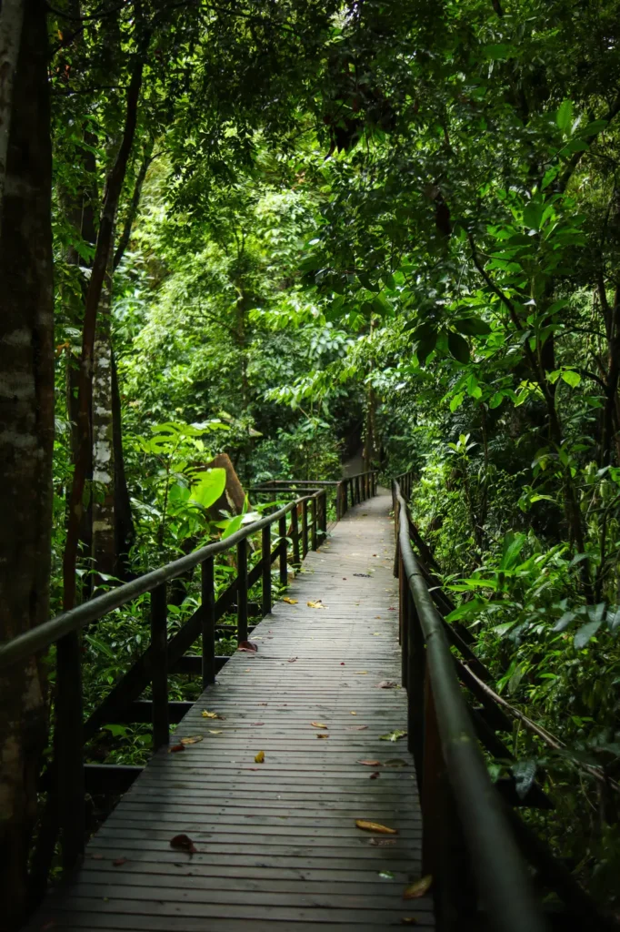 Como passar 2 dias em Manuel Antonio: guia simples e prático 15 Guia Parque Nacional Manuel Antonio Sendero Perezoso