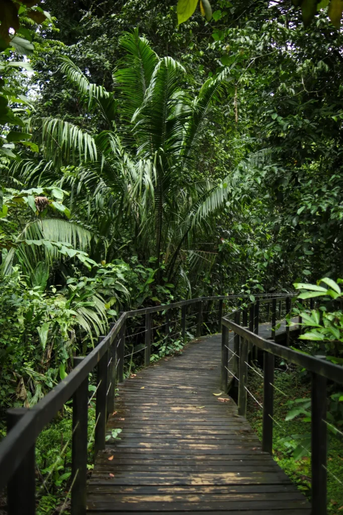Guia do Parque Nacional Cahuita: tudo o que precisam saber 35 Guia do Parque Nacional Cahuita