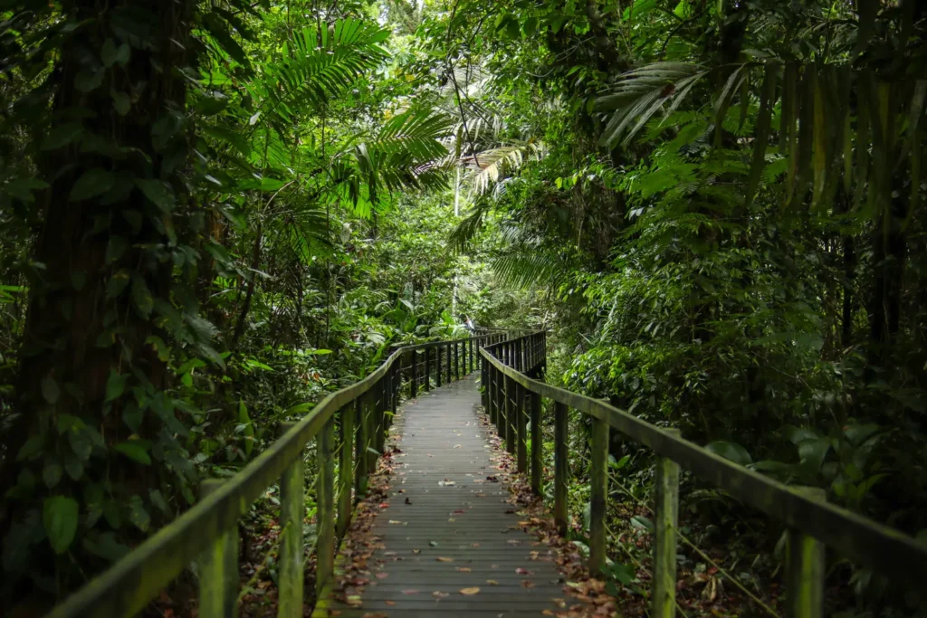 Guia do Parque Nacional Cahuita: tudo o que precisam saber 15 Guia do Parque Nacional Cahuita 3
