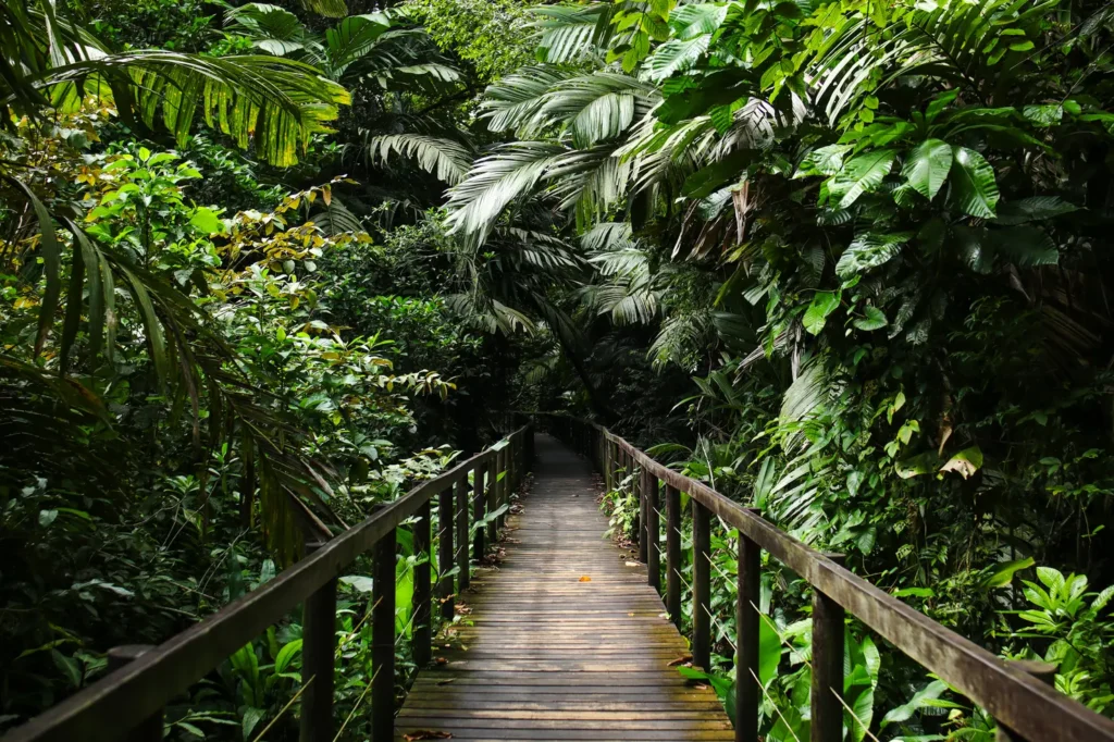 Guia do Parque Nacional Cahuita: tudo o que precisam saber 8 Guia do Parque Nacional Cahuita 8