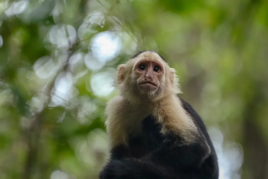 Guia do Parque Nacional Cahuita: tudo o que precisam saber 26 Macaco no Parque Nacional Cahuita