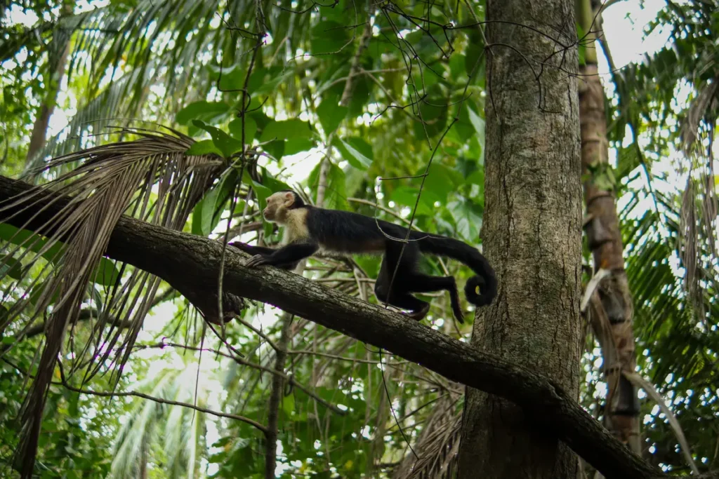 Guia do Parque Nacional Cahuita: tudo o que precisam saber 27 Macaco no Parque Nacional Cahuita4