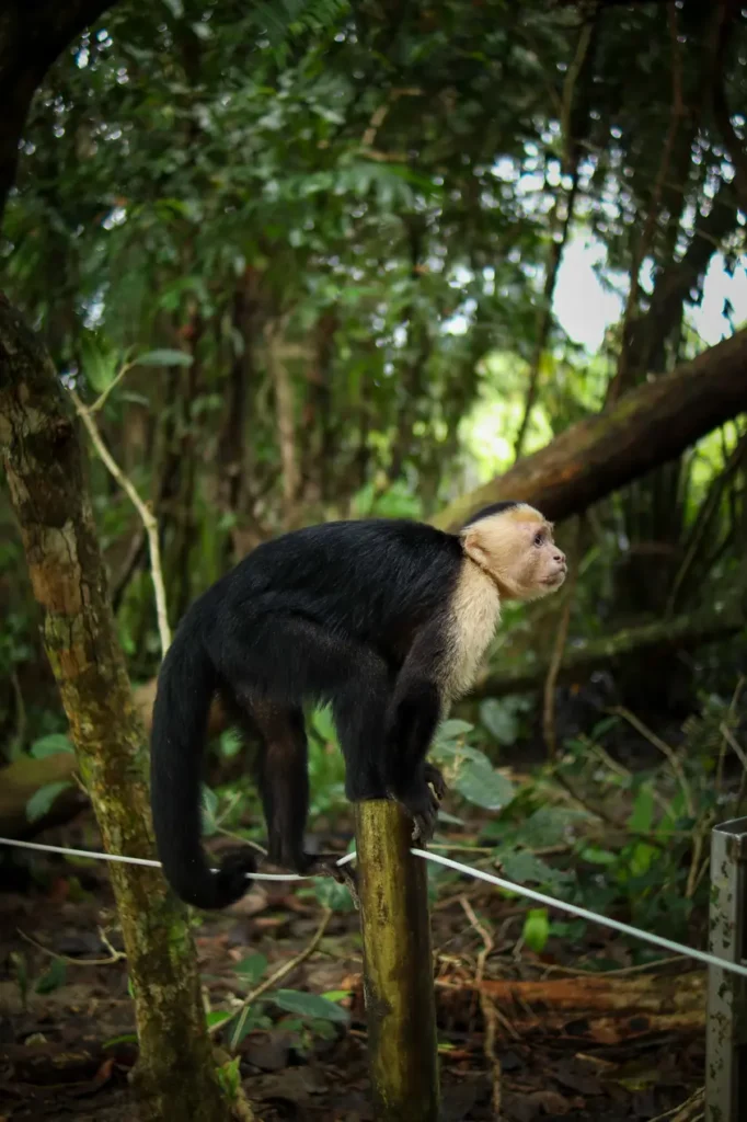 O guia completo do Parque Nacional Manuel Antonio para quem o visita pela primeira vez 2 Melhores coisas a fazer no Parque Nacional Manuel Antonio Trilho perto da praia Manuel Antonio