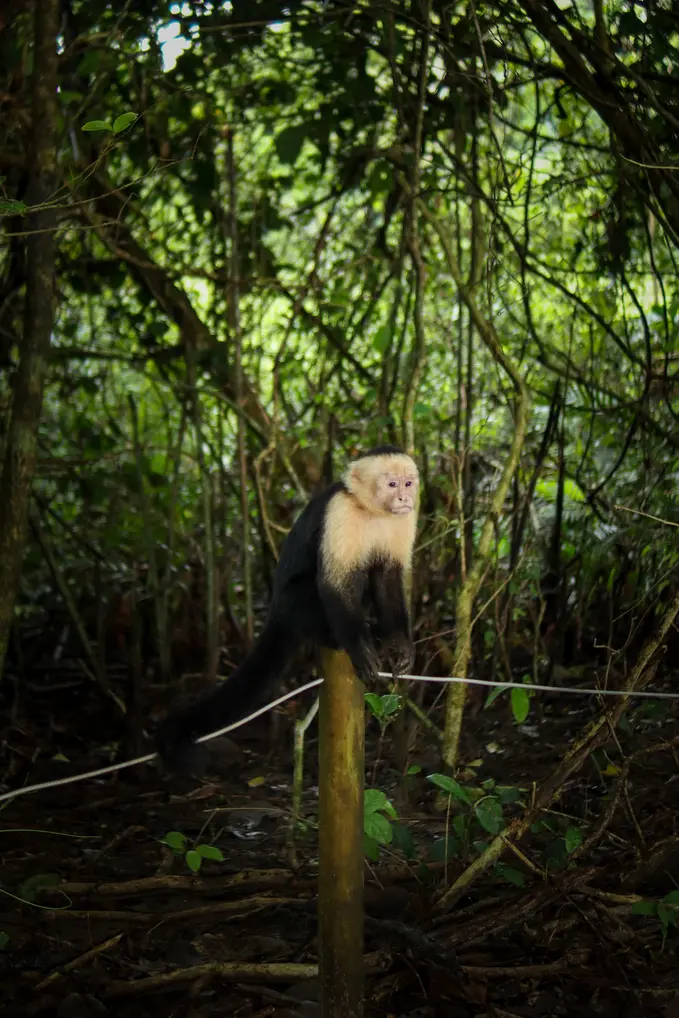 O guia completo do Parque Nacional Manuel Antonio para quem o visita pela primeira vez 19 Melhores coisas a fazer no Parque Nacional Manuel Antonio Trilho perto da praia Manuel Antonio
