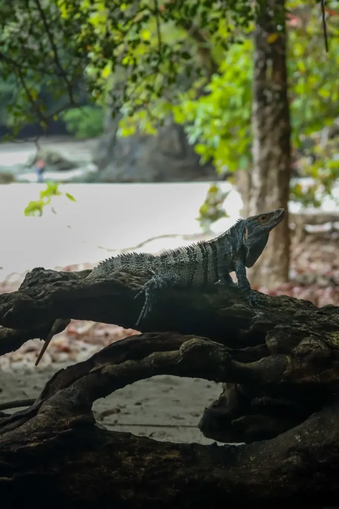 O guia completo do Parque Nacional Manuel Antonio para quem o visita pela primeira vez 18 Melhores coisas a fazer no Parque Nacional Manuel Antonio Trilho perto da praia Manuel Antonio