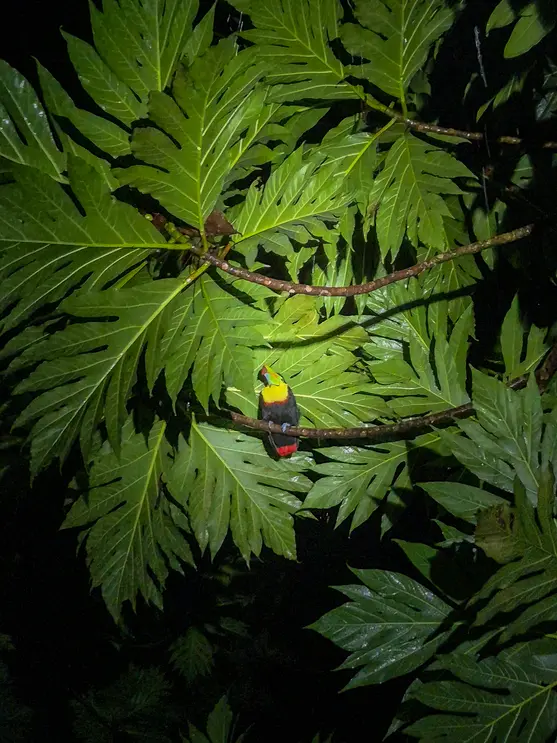 O que fazer em Tortuguero: 7 coisas imperdíveis 3 O que fazer em Tortuguero Tour noturna