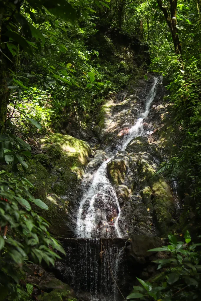 Como passar 2 dias em Manuel Antonio: guia simples e prático 21 Roteiro de Manuel Antonio Rainmaker Conservation Park