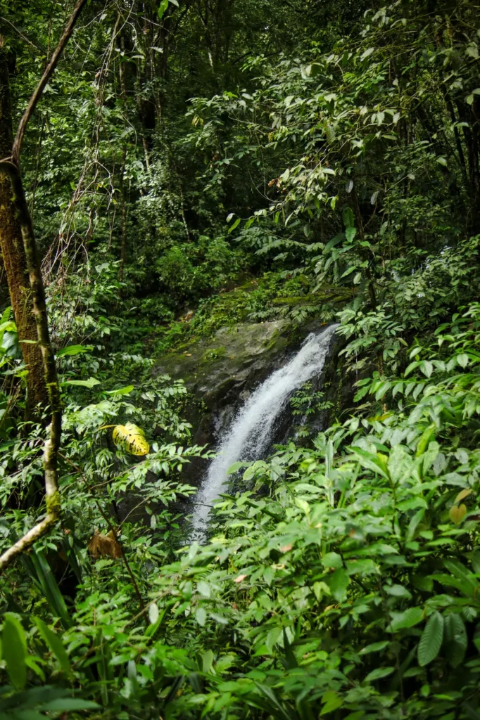 O guia completo do Parque Nacional Manuel Antonio para quem o visita pela primeira vez 23 Sendero La Catarata no Parque Nacional Manuel Antonio