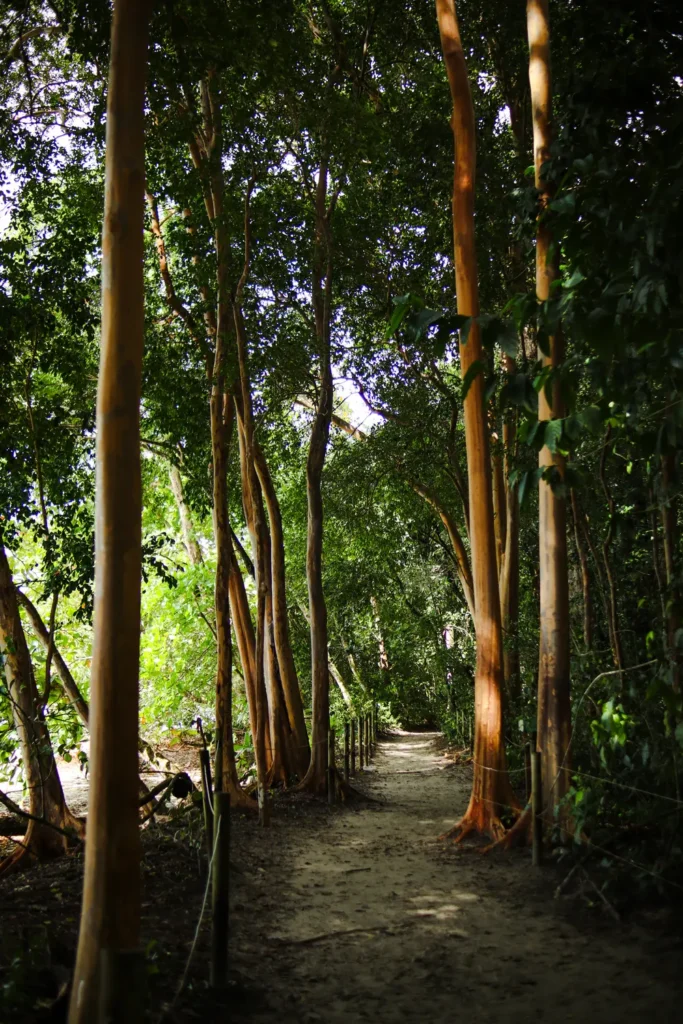 O guia completo do Parque Nacional Manuel Antonio para quem o visita pela primeira vez 14 Sendero Playa Espadilla Sur no Parque Nacional Manuel Antonio