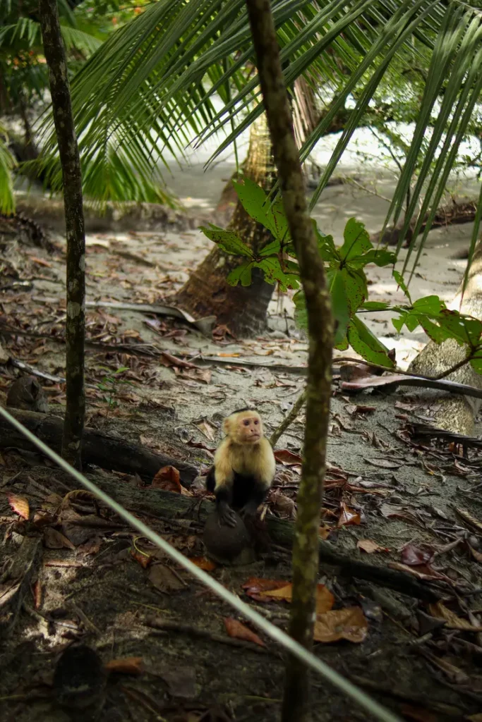 Como passar 2 dias em Manuel Antonio: guia simples e prático 31 Trilho Punta Catedral Parque Nacional Manuel Antonio