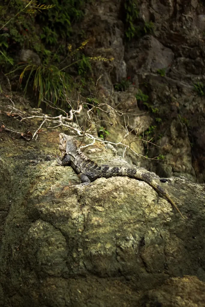 O guia completo do Parque Nacional Manuel Antonio para quem o visita pela primeira vez 39 Trilho Punta Catedral no Parque Nacional Manuel Antonio 9