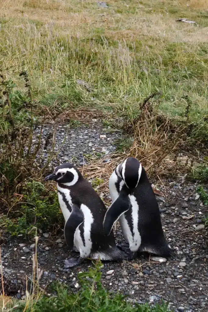 Review da tour de pinguins na Ilha Martillo: vale a pena caminhar com pinguins em Ushuaia? 22 Caminhar com pinguins em Ushuaia na Patagonia