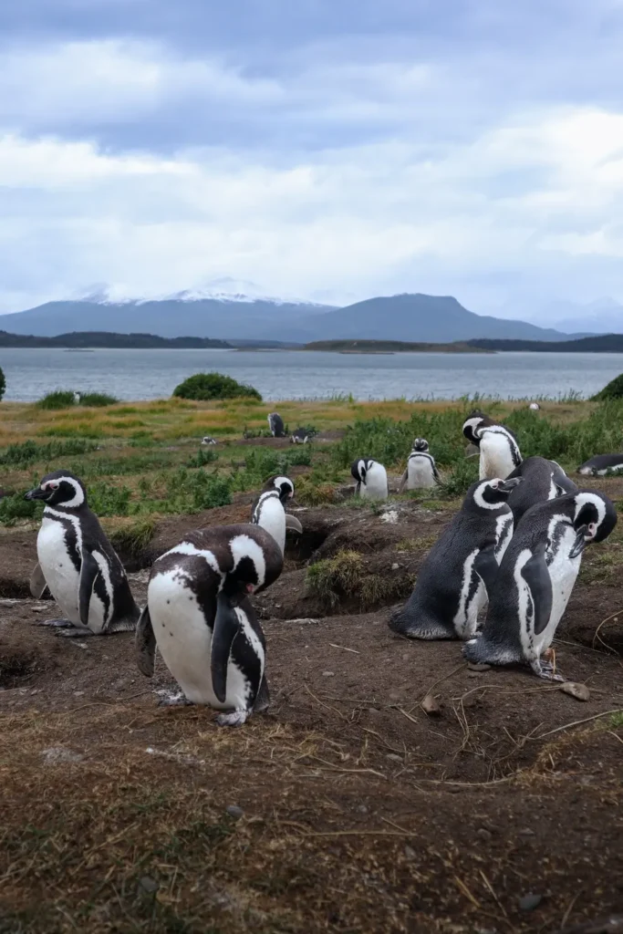 Review da tour de pinguins na Ilha Martillo: vale a pena caminhar com pinguins em Ushuaia? 31 Caminhar com pinguins em Ushuaia na Patagonia