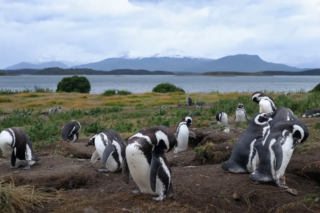 Review da tour de pinguins na Ilha Martillo: vale a pena caminhar com pinguins em Ushuaia? 13 Caminhar com pinguins em Ushuaia na Patagonia