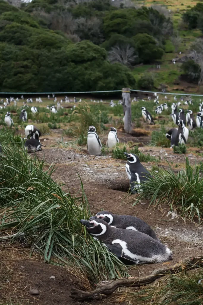 Review da tour de pinguins na Ilha Martillo: vale a pena caminhar com pinguins em Ushuaia? 19 Caminhar com pinguins em Ushuaia na Patagonia