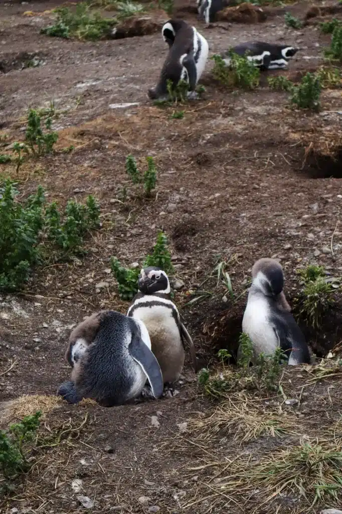 Review da tour de pinguins na Ilha Martillo: vale a pena caminhar com pinguins em Ushuaia? 5 Caminhar com pinguins em Ushuaia na Patagonia