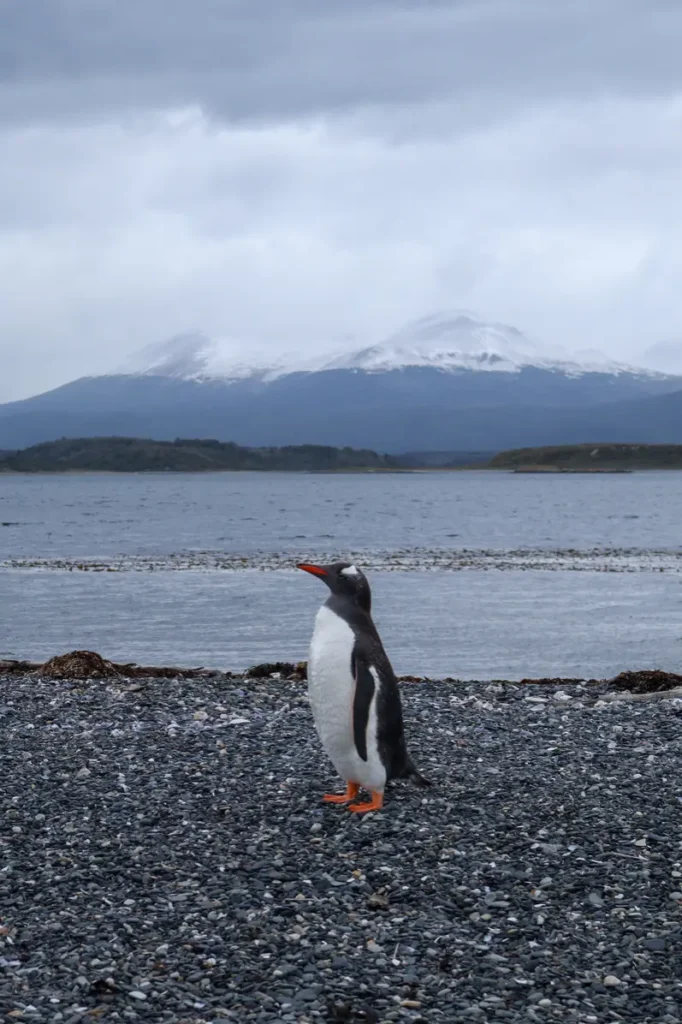 Review da tour de pinguins na Ilha Martillo: vale a pena caminhar com pinguins em Ushuaia? 4 Caminhar com pinguins em Ushuaia na Patagonia