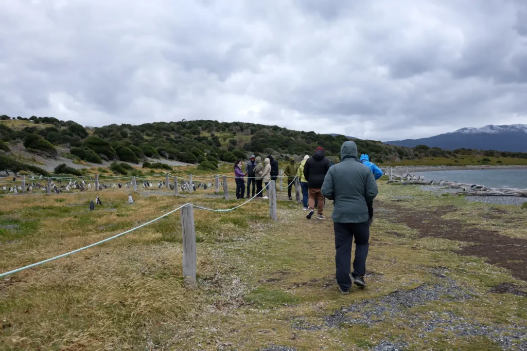 Review da tour de pinguins na Ilha Martillo: vale a pena caminhar com pinguins em Ushuaia? 16 Caminhar com pinguins em Ushuaia na Patagonia
