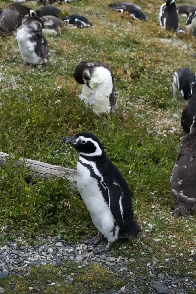 Review da tour de pinguins na Ilha Martillo: vale a pena caminhar com pinguins em Ushuaia? 8 Caminhar com pinguins em Ushuaia na Patagonia