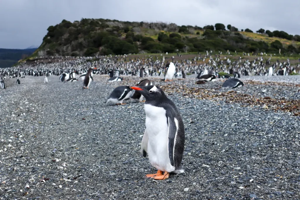 Martillo Island Penguin Tour Review: is walking with penguins in Ushuaia worth it? 21 Martillo island penguin tour review 11