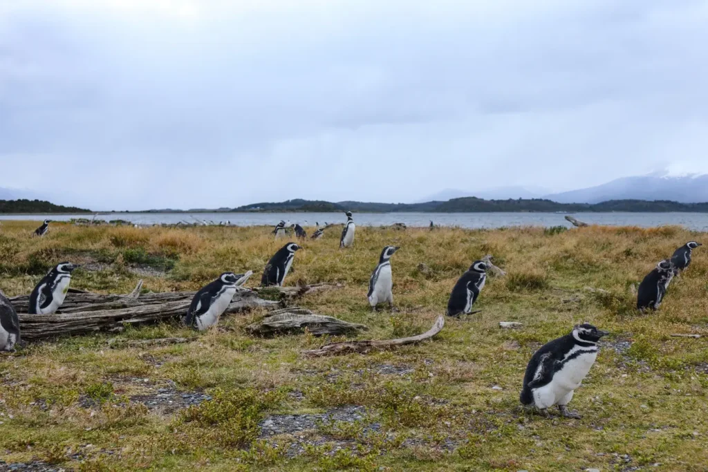 Martillo Island Penguin Tour Review: is walking with penguins in Ushuaia worth it? 20 Martillo island penguin tour review 12