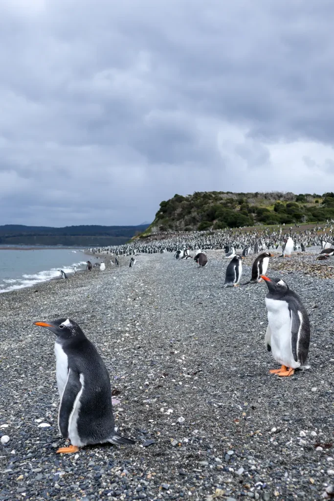 Martillo Island Penguin Tour Review: is walking with penguins in Ushuaia worth it? 26 Martillo island penguin tour review 6