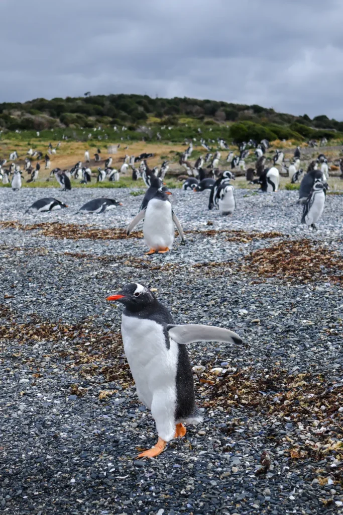 Review da tour de pinguins na Ilha Martillo: vale a pena caminhar com pinguins em Ushuaia? 7 Review tour de pinguins na Ilha Martillo