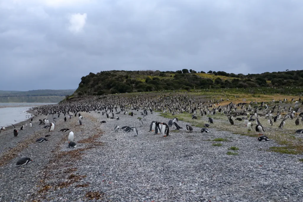 Review da tour de pinguins na Ilha Martillo: vale a pena caminhar com pinguins em Ushuaia? 32 Review tour de pinguins na Ilha Martillo