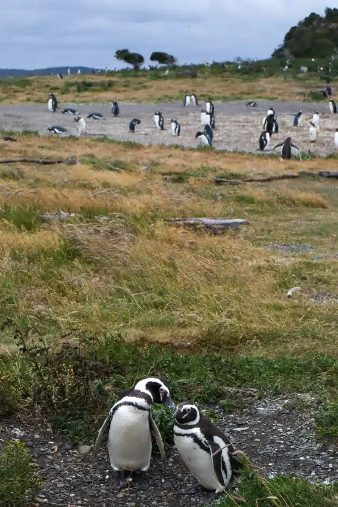Review da tour de pinguins na Ilha Martillo: vale a pena caminhar com pinguins em Ushuaia? 18 Review tour de pinguins na Ilha Martillo